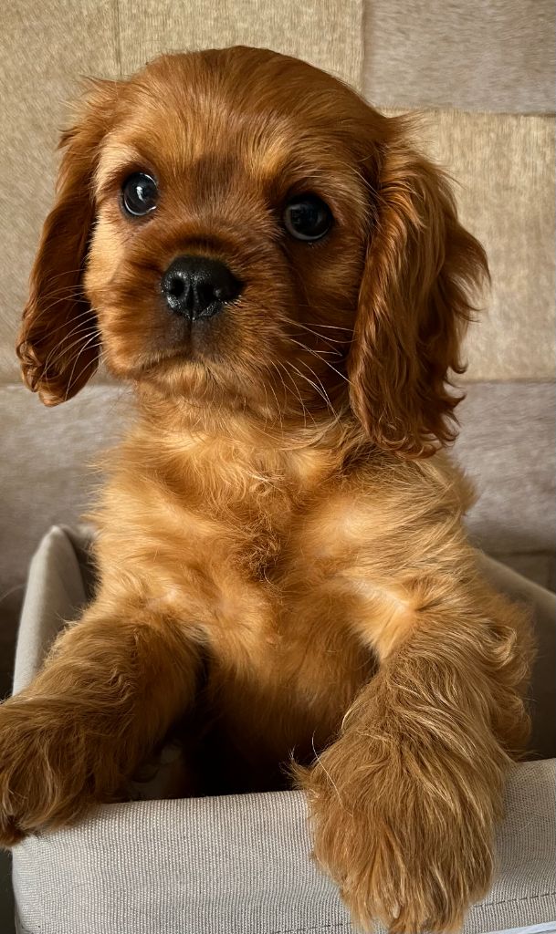 Des Lords Aux Lys D’argent - Chiot disponible  - Cavalier King Charles Spaniel