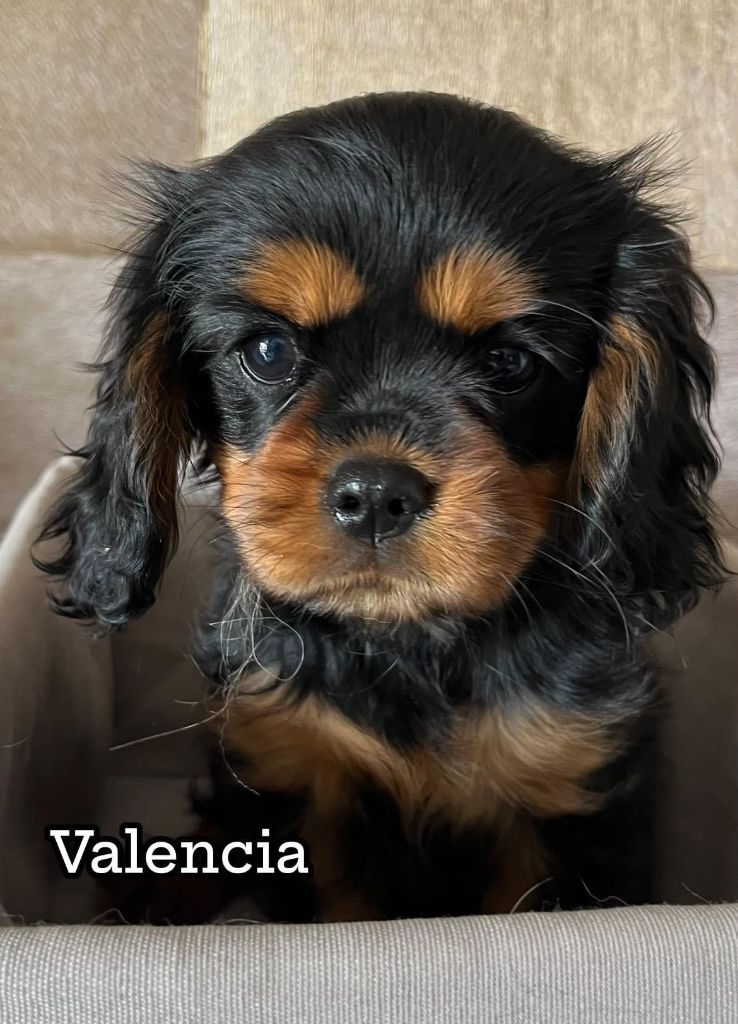 Des Lords Aux Lys D’argent - Chiot disponible  - Cavalier King Charles Spaniel