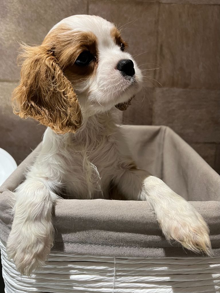 Des Lords Aux Lys D’argent - Chiot disponible  - Cavalier King Charles Spaniel