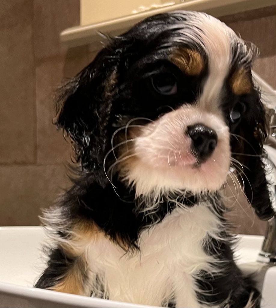 Des Lords Aux Lys D’argent - Chiot disponible  - Cavalier King Charles Spaniel