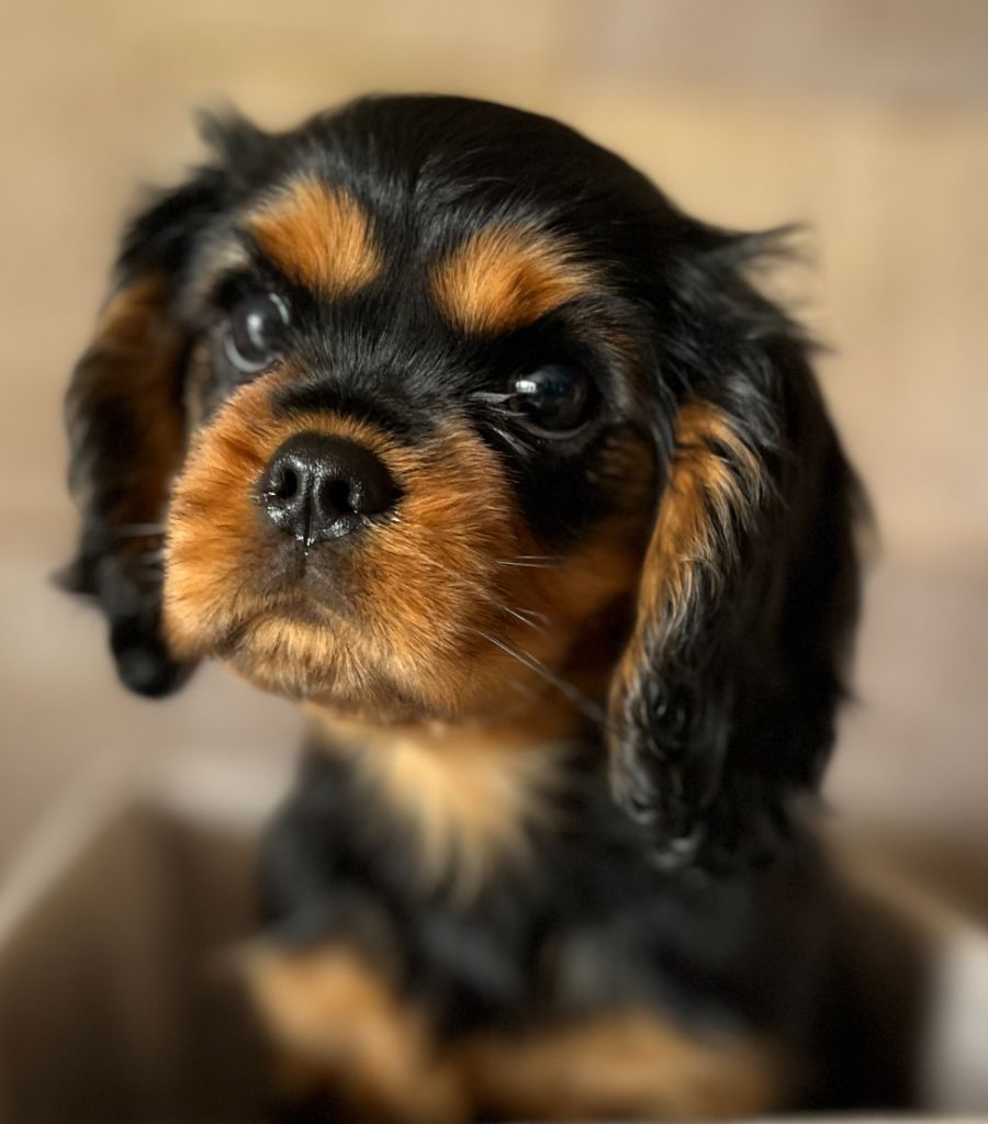 Des Lords Aux Lys D’argent - Chiot disponible  - Cavalier King Charles Spaniel