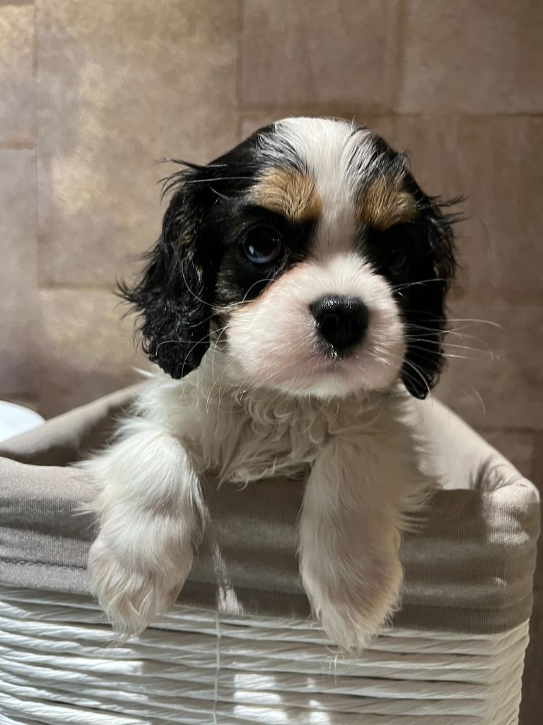 Des Lords Aux Lys D’argent - Chiot disponible  - Cavalier King Charles Spaniel