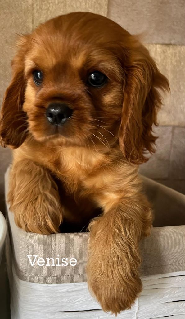 Des Lords Aux Lys D’argent - Chiot disponible  - Cavalier King Charles Spaniel