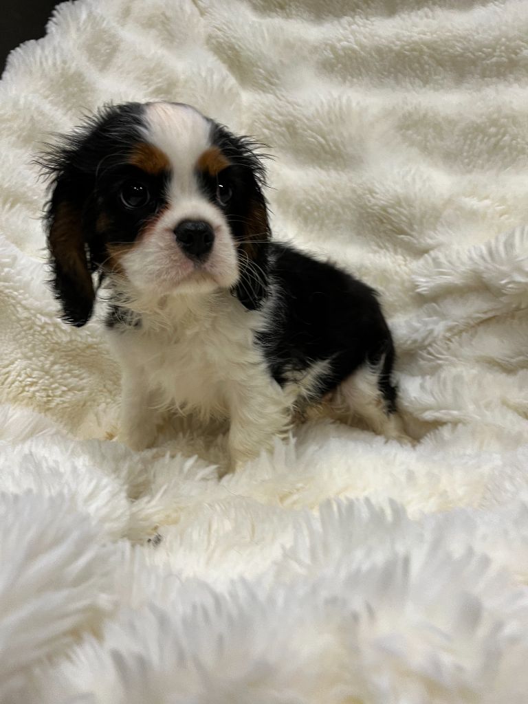 Des Lords Aux Lys D’argent - Chiots disponibles - Cavalier King Charles Spaniel