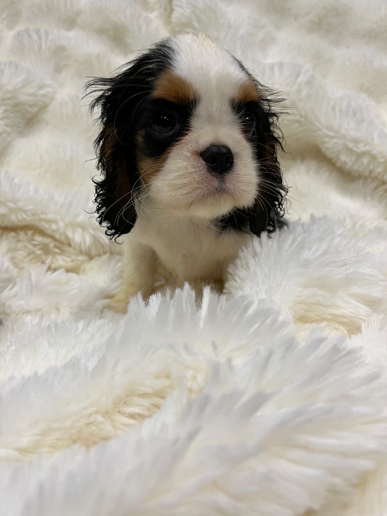 Des Lords Aux Lys D’argent - Chiots disponibles - Cavalier King Charles Spaniel