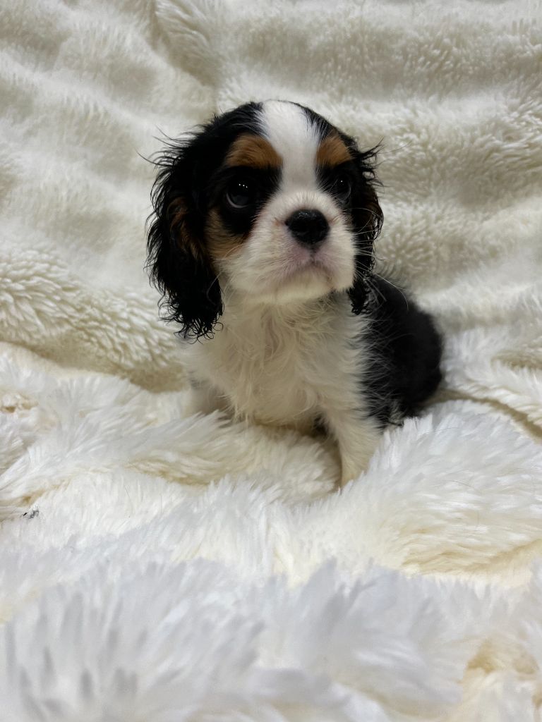 Des Lords Aux Lys D’argent - Chiots disponibles - Cavalier King Charles Spaniel