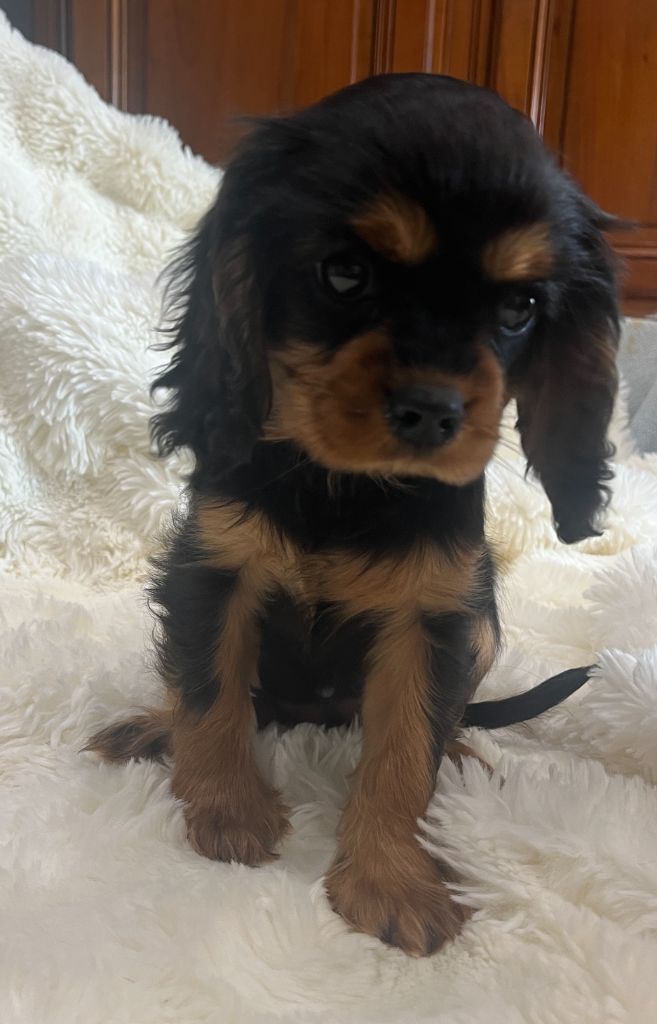 Des Lords Aux Lys D’argent - Chiots disponibles - Cavalier King Charles Spaniel