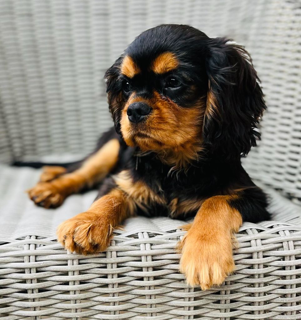 Des Lords Aux Lys D’argent - Chiots disponibles - Cavalier King Charles Spaniel