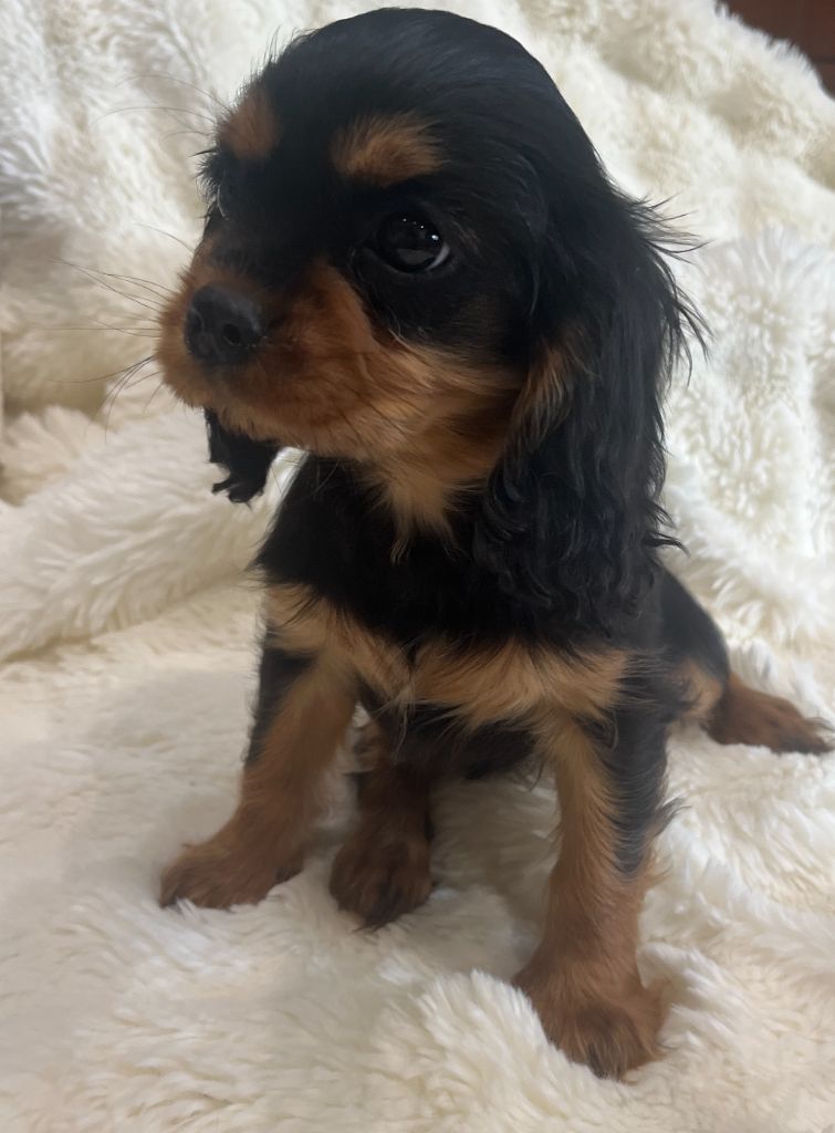 Des Lords Aux Lys D’argent - Chiots disponibles - Cavalier King Charles Spaniel