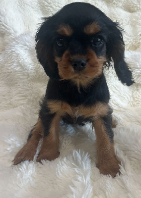 CHIOT 2