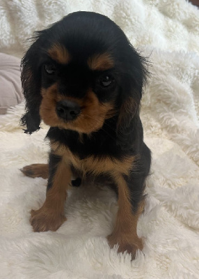 CHIOT 4