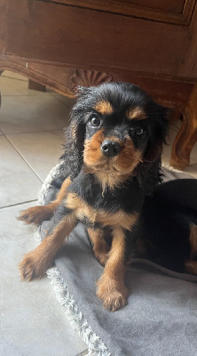 CHIOT 6