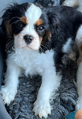 CHIOT 1