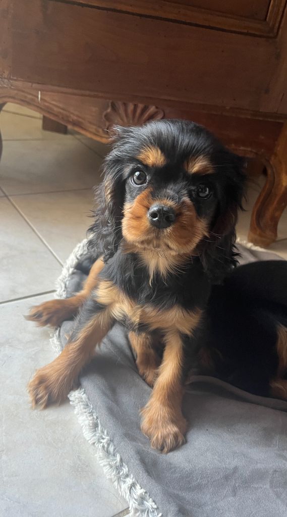Des Lords Aux Lys D’argent - Chiots disponibles - Cavalier King Charles Spaniel