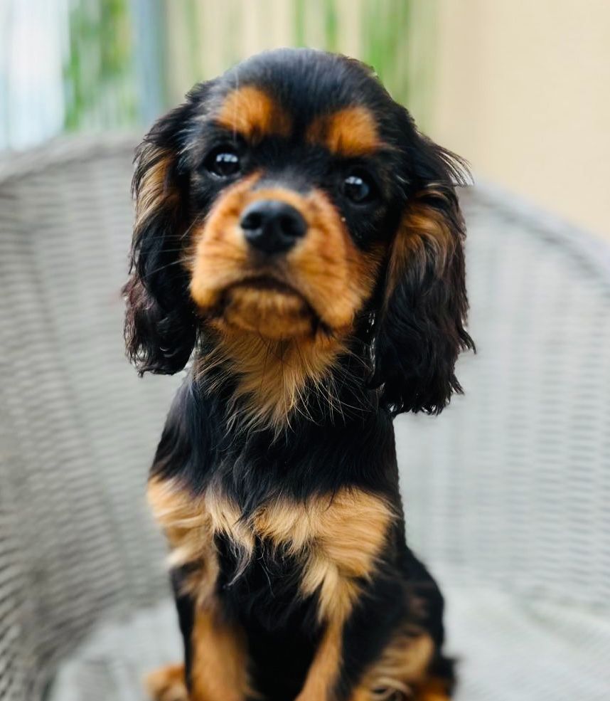 Des Lords Aux Lys D’argent - Chiots disponibles - Cavalier King Charles Spaniel