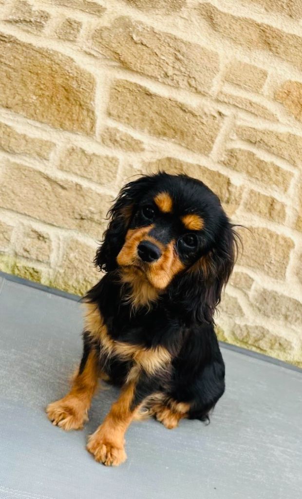 Des Lords Aux Lys D’argent - Chiots disponibles - Cavalier King Charles Spaniel