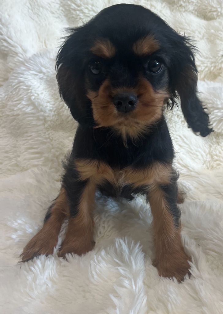 Des Lords Aux Lys D’argent - Chiots disponibles - Cavalier King Charles Spaniel