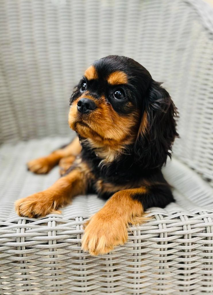 Des Lords Aux Lys D’argent - Chiots disponibles - Cavalier King Charles Spaniel