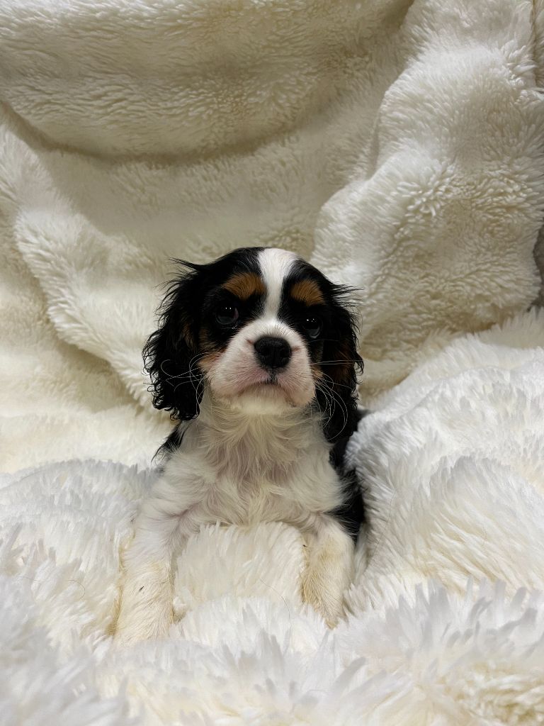 Des Lords Aux Lys D’argent - Chiots disponibles - Cavalier King Charles Spaniel