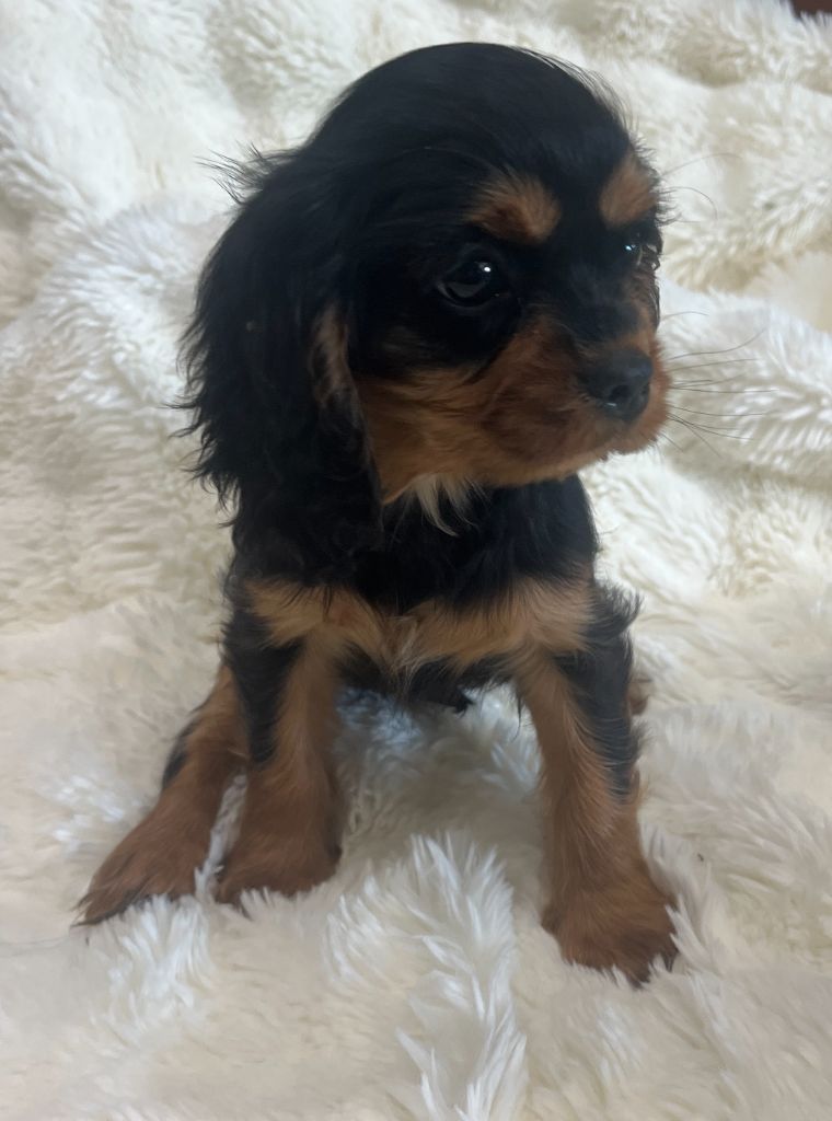 Des Lords Aux Lys D’argent - Chiots disponibles - Cavalier King Charles Spaniel