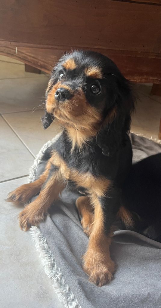 Des Lords Aux Lys D’argent - Chiots disponibles - Cavalier King Charles Spaniel