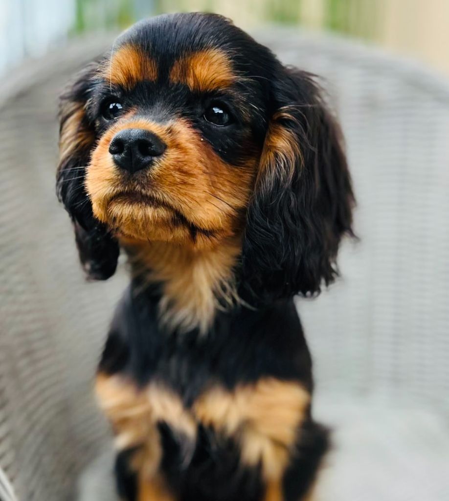Des Lords Aux Lys D’argent - Chiots disponibles - Cavalier King Charles Spaniel
